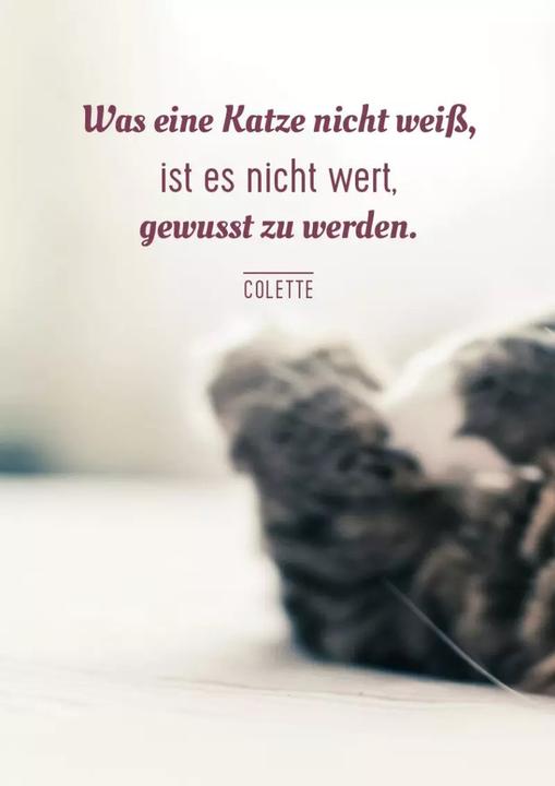 Produktbild Kartenbox Katzenweisheiten (Deutsch, 2023)