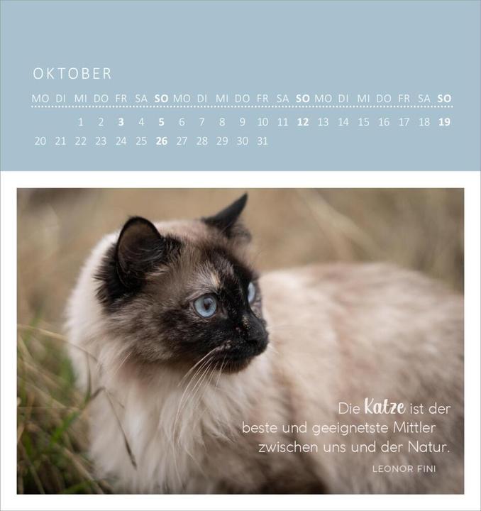 Produktbild Wandkalender Katzenweisheiten 2025 (Harter Einband, Deutsch)