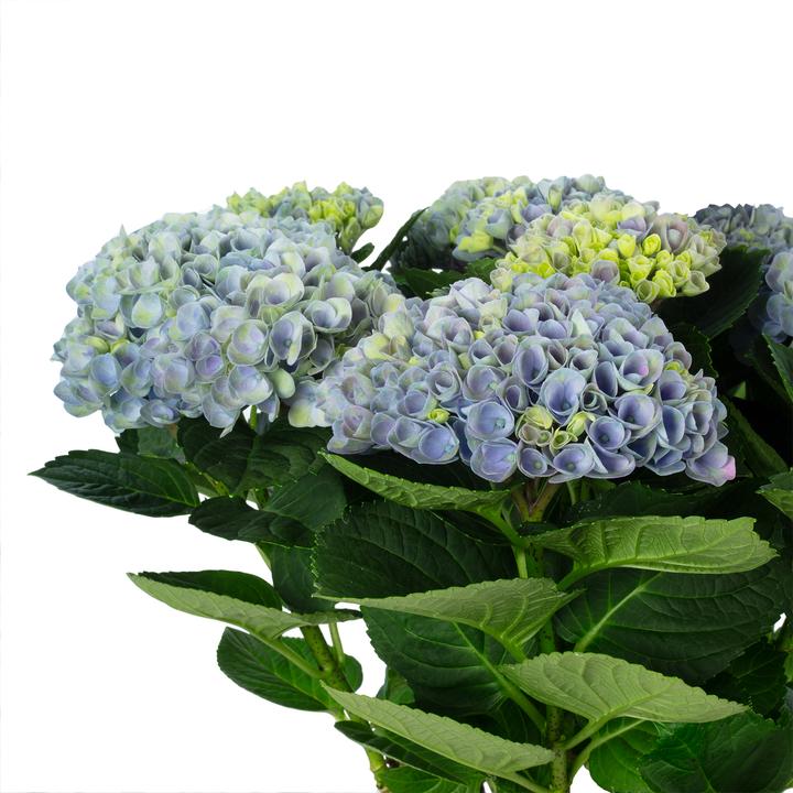 Produktbild Flowerbox Zimmer-Hortensie - Hydrangea Magical Revolution ®