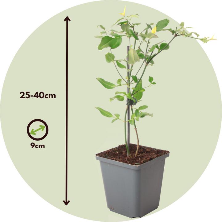 Actual product image Plant in a Box Jasminum x stephanense 'Starry Starry Summer Scent' - set of 3 jasmines (25 cm)