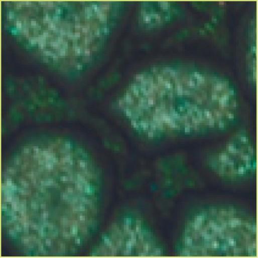 Image du produit Pebeo Fantasy Prisme (Chlorophylle, 45 ml)