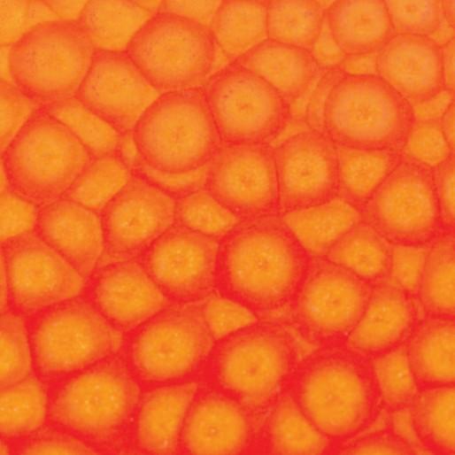 Image du produit Pebeo Fantasy Prisme (Orange fluo, 45 ml)