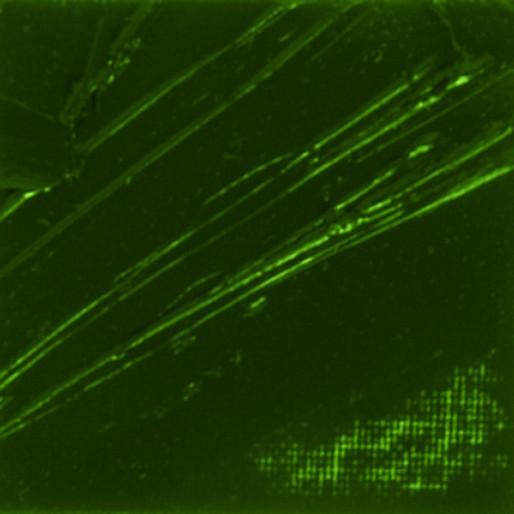 Actual product image Pebeo XL Fine Oil (Green Earth, 37 ml)