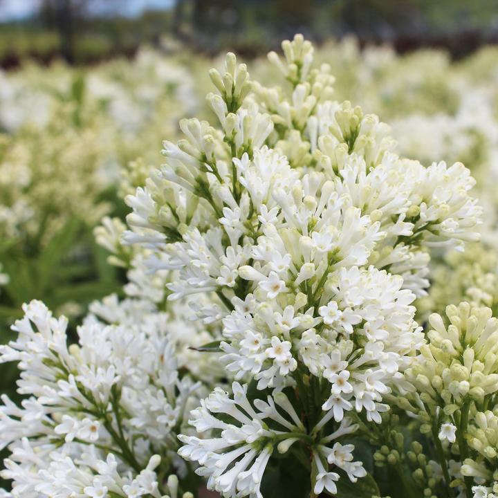 Produktbild Zulauf Kanadischer Flieder / Syringa (PRE) 'Agnes Smith' (70 cm)