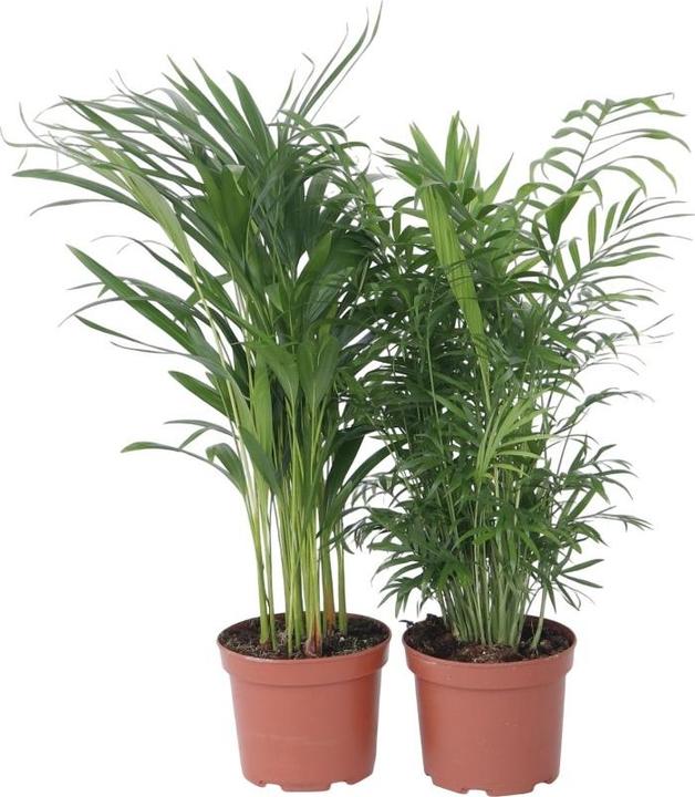 Actual product image Plant in a Box Chamaedorea Elegans, Dypsis lutescens - mixture of 2 indoor palms (60 cm)