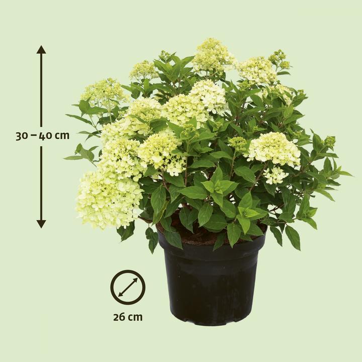 Produktbild Zulauf Zwerg-Rispen-Hortensie / Hydrangea pan. 'Little Lime' (30 cm)