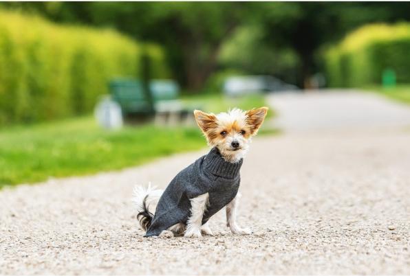 Produktbild Chiara Pullover Elli (40, Hundepullover)