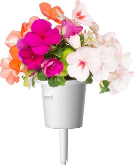 Actual product image Click and Grow Busy Lizzy (Flower seeds)