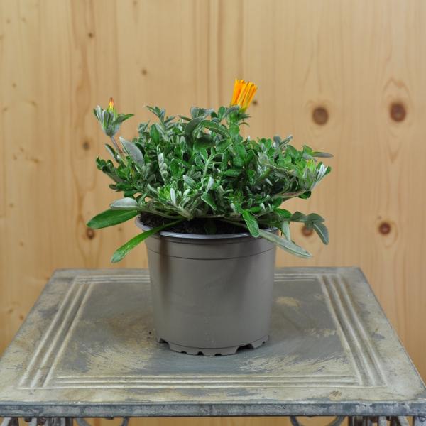 Produktbild Säntispracht 4 er Set, Mittags Gold - Gazania Cultivars Sun Stopper Orange (25 cm)
