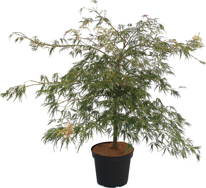 Produktbild Zulauf Japanischer Fächer-Ahorn / Acer palmatum 'Dissectum' (60 cm)