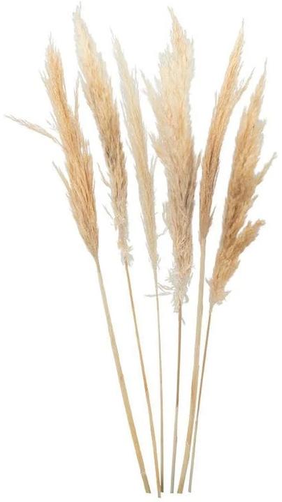 Image du produit Dekomat Fleurs séchées Herbe de la pampa (Herbe de la pampa)