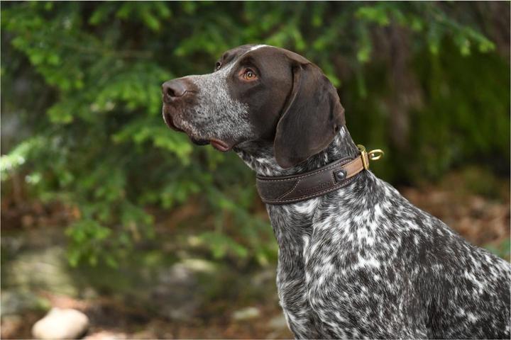 Produktbild Niggeloh Halsung Classic Loden (S, Hund, Allgemein)
