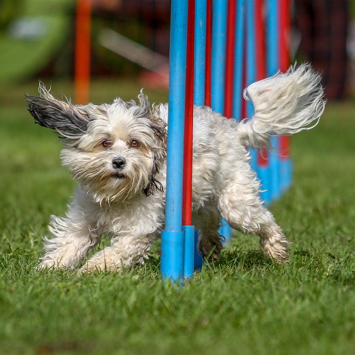 Produktbild Relaxdays Hundewippe Agility (One Size, Agility)