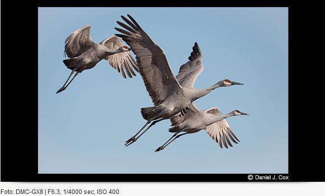 Immagine prodotto Panasonic 100-400mm f/4-6.3 Leica DG Vario-Elmar ASPH. potenza O.I.S. (Micro Four Thirds, Micro Four Thirds)