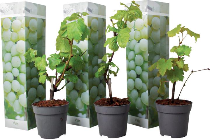 Image du produit Plant in a Box Vitis vinifera 'Chardonnay' - Set de 3 plants de raisin (25 cm)
