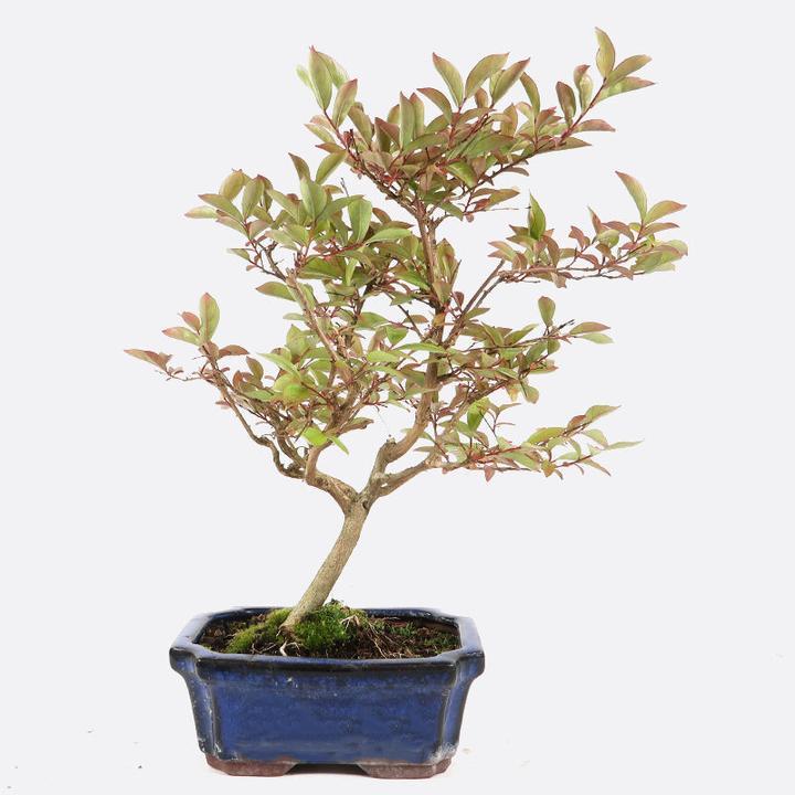 Image du produit Bonsai.ch Abelia grandiflora Abelie cm (15 cm)