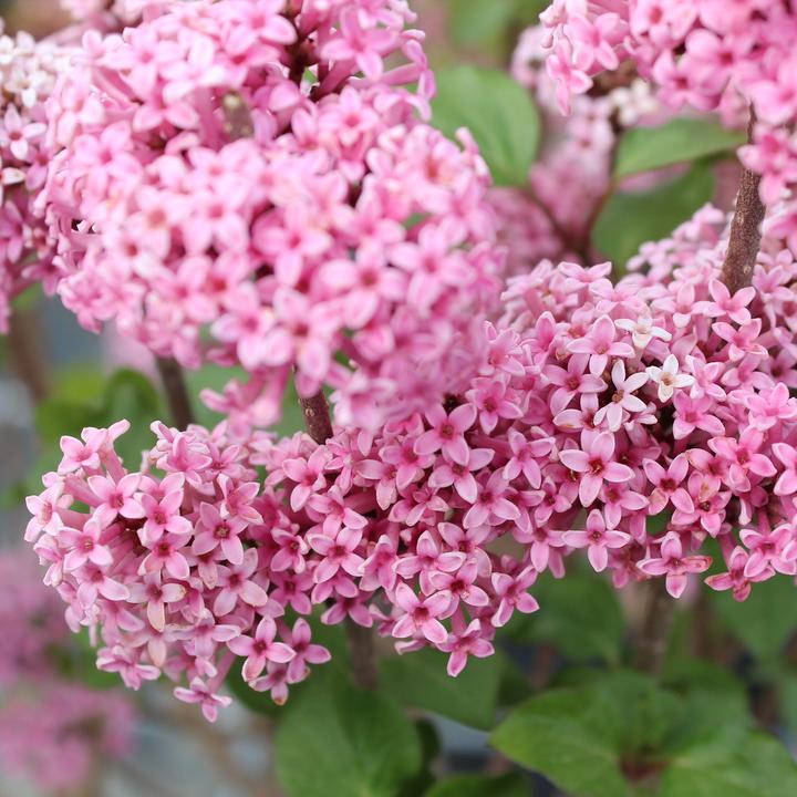Actual product image Zulauf Zwerg-Duft-Flieder / Syringa 'Bloom. Pink Perfume' (50 cm)
