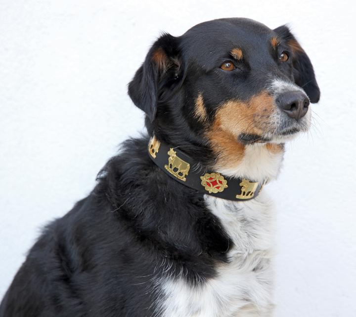 Produktbild Jenni Hemden Appenzellerhundehalsband (Hund, Spazieren)