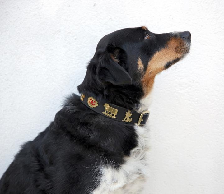 Produktbild Jenni Hemden Appenzellerhundehalsband (Hund, Spazieren)