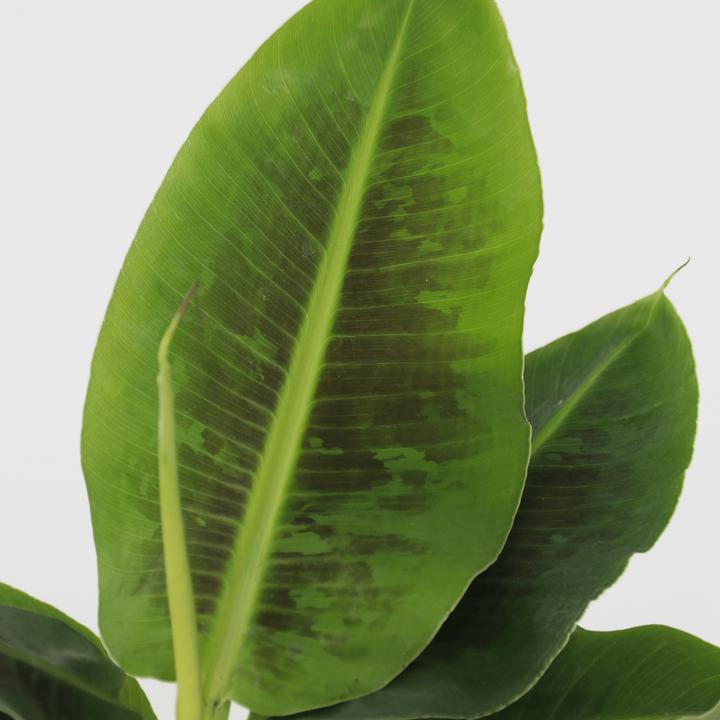 Image du produit Plant in a Box Musa 'Oriental Dwarf' - (25 cm)