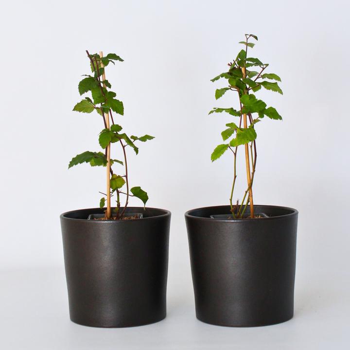 Immagine prodotto Plant in a Box Rubus fruticosus Thornfree - set di 2 piante di mirtillo nero (50 cm)