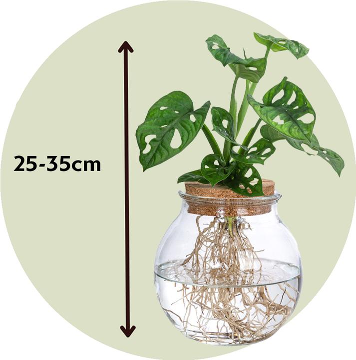 Immagine prodotto Plant in a Box Monstera Adansonii 'Monkey Mask' - Foglia di finestra in vetro (35 cm)