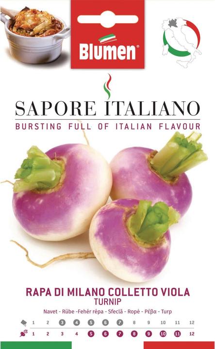 Actual product image Blumen Turnip di Milano Colletto Viola (Vegetable seeds)