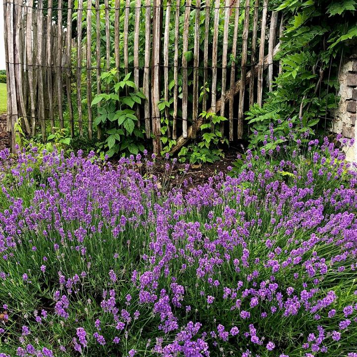 Image du produit Plant in a Box Lavandula angustifolia - Set de 12 fleurs (15 cm)
