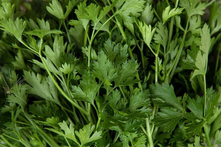 Actual product image Zollinger Bio Parsley, Italian flat-leaf (Seedlings)