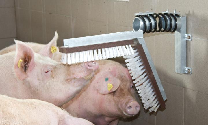 Produktbild Kerbl Schweine Kratzbürste