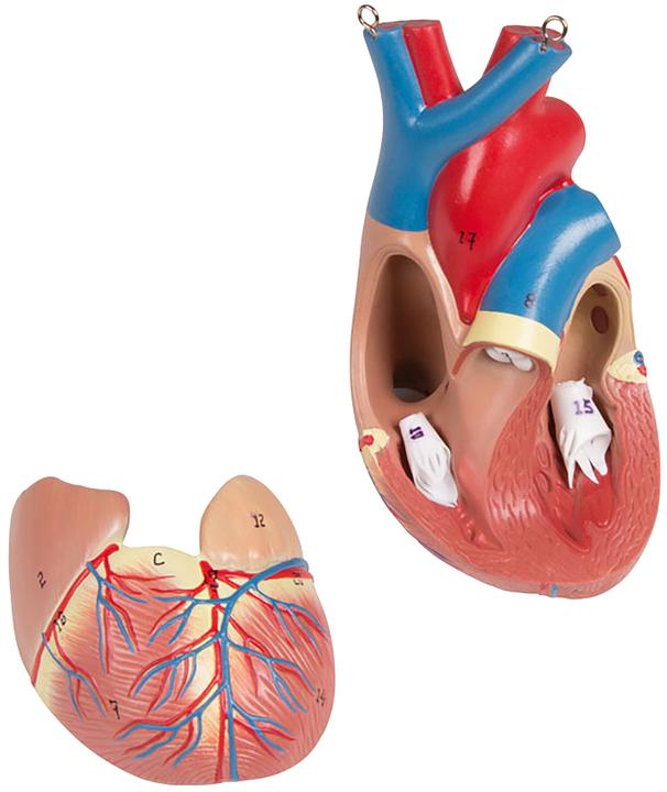 Produktbild Erler Zimmer Anatomie-Modell Torso mit geöffnetem Rücken (40 x 23 x 88 cm)