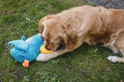 Produktbild Beeztees Bz Plu Hund Spielz Versteck Pe (Plüschspielzeug Hund)