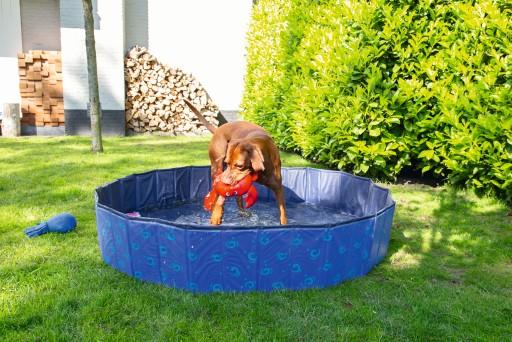Produktbild Beeztees Hundepool (Hundepool)