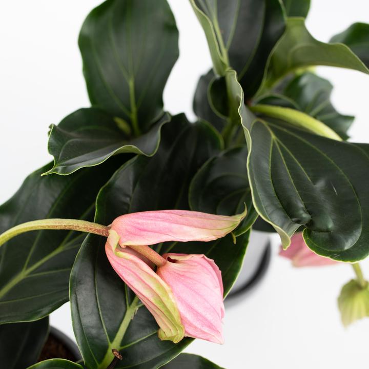 Immagine prodotto Plant in a Box Medinilla Magnifica - Set di 2 medinilla rosa (40 cm)