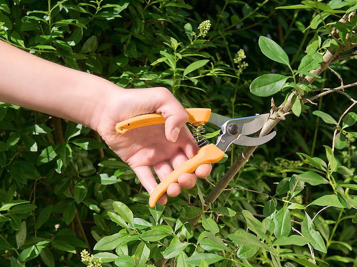 Immagine prodotto Royal Gardineer Cesoie da giardino bypass con lame in acciaio al carbonio di alta qualità