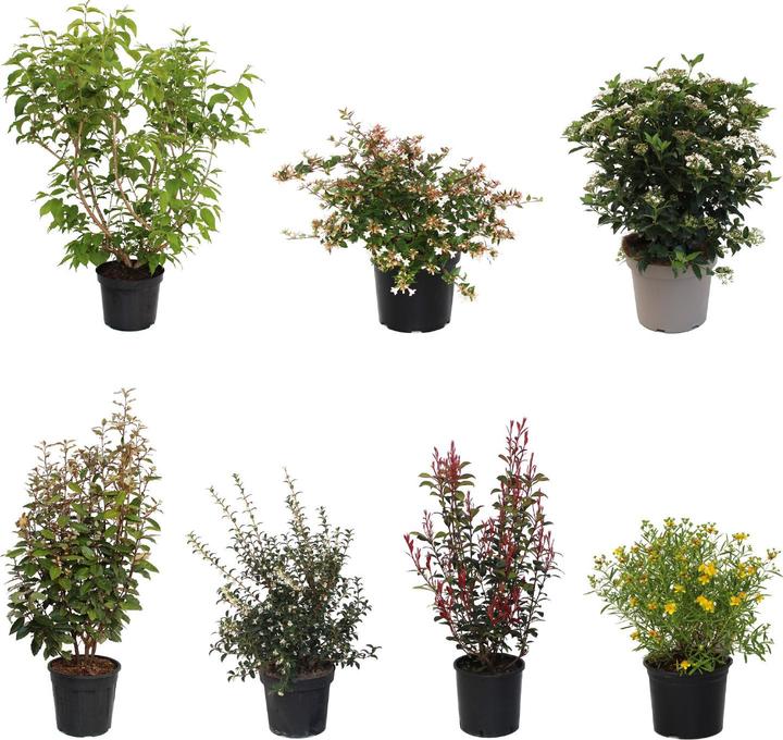 Image du produit Zulauf Kit de haies : Pervenche (100 cm)