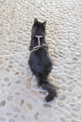 Actual product image Designed by Lotte Cat harness Virante (L, Cat, Walks)