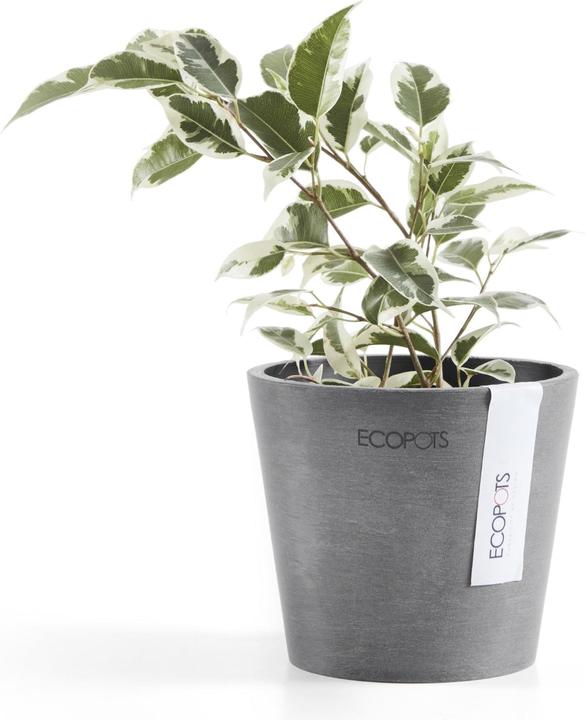 Actual product image Ecopots Amsterdam Mini (10.50 cm)