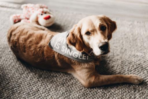 Actual product image Beeztees Bandana Single Boss (M, Dog coat)