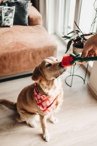 Actual product image Beeztees Bandana Single Boss (M, Dog coat)