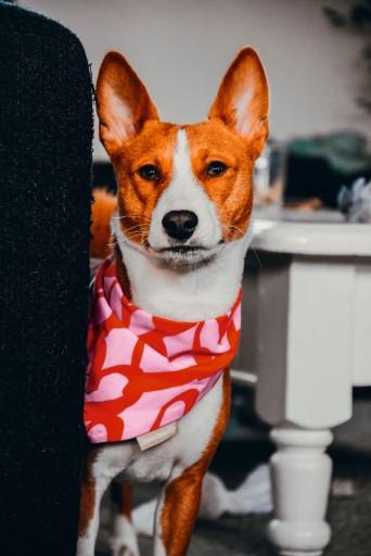 Actual product image Beeztees Bandana Single Boss (M, Dog coat)