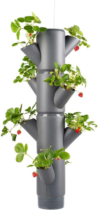 Immagine prodotto Gusta Garden Sissi Fragola (48 cm)