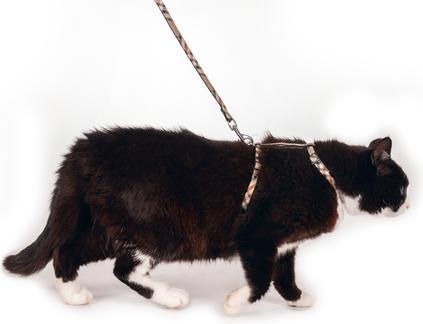 Actual product image Karlie Art Joy Plus Harness & Leash (Cat)