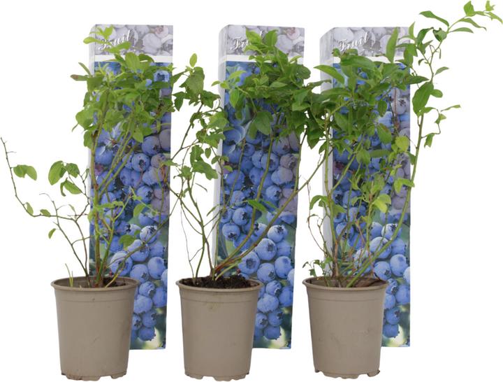 Produktbild Plant in a Box Vaccinium corymbosum 'Sunshine Blue' - 3er Set Blaubeere (25 cm)