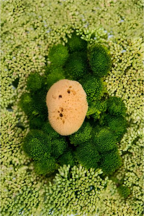 Actual product image Hera Organics Menstrual Sponge Thread Size S (S)