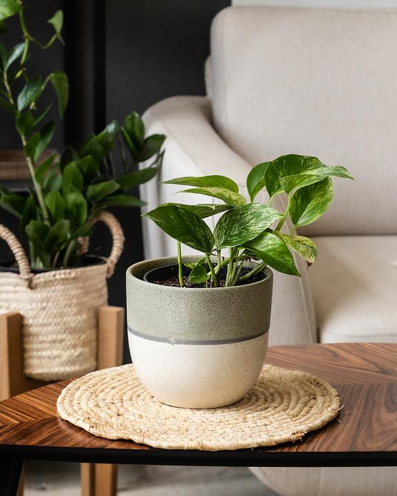 Produktbild feey Efeutute Marble Queen (25 cm, Frisch umgetopft)