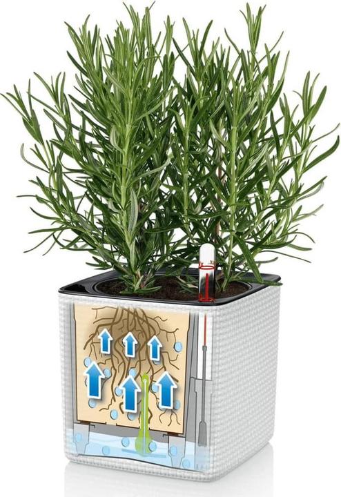 Actual product image Lechuza cube (14 cm)