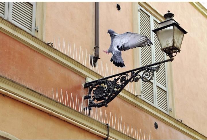 Image du produit Swissinno Pics anti-pigeons 100cm