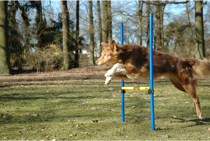 Produktbild Dobar Agility-Sprungset (Agility)