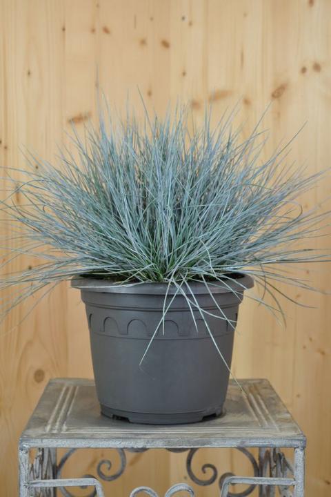 Produktbild Säntispracht Der Blauschwingel, ein eisblauer Akzent - Festuca cinerea 'Azurit' (40 cm)